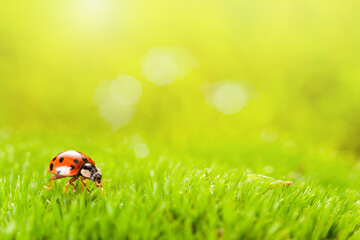Ladybird in moss