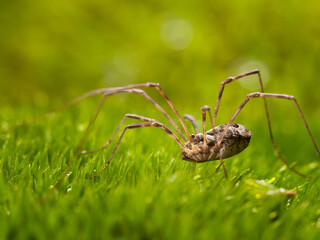 Spider hunting in green moss