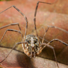 Harvestman portrait