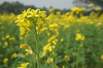 Obraz premium Bangladesh is a land of extraordinary beauty and the fields are full of yellow mustard flowers