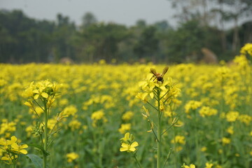Obraz premium Bangladesh is a land of extraordinary beauty and the fields are full of yellow mustard flowers