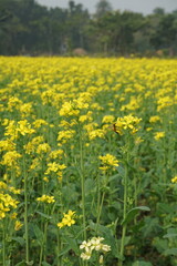 Bangladesh is a land of extraordinary beauty and the fields are full of yellow mustard flowers