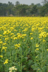 Bangladesh is a land of extraordinary beauty and the fields are full of yellow mustard flowers