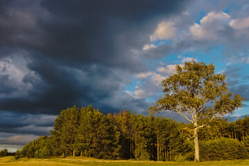 Obraz premium tree in the field