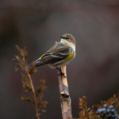 warbler in cedar tree with berry