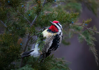 Fototapeta premium woodpecker with red head in cedar tree
