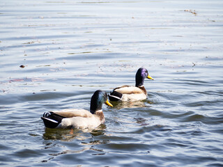 dos patos nadando hacia delante