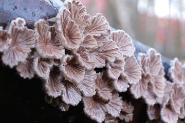 Schizophyllum commune is an interesting fungus growing on wood. It looks like a fan. It is known...