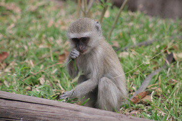 Naklejka na ściany i meble A monkey eating