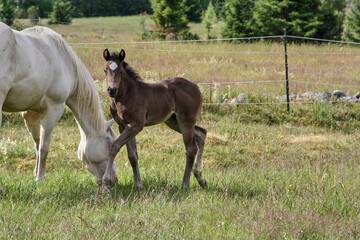 Beautiful Quarter Horse foal on a sunny day in a meadow in Skaraborg Sweden
