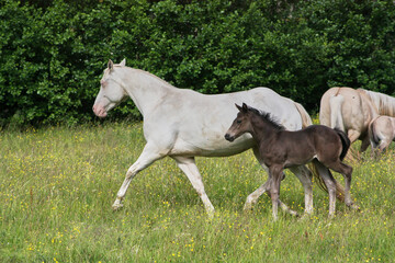 Beautiful Quarter Horse foal with mother mare on a sunny day in a meadow in Skaraborg Sweden
