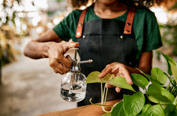 Spraying and moistening the leaves of the plant. Cropped image of woman holding clear glass spray bottle in one hand to water flower pot and showing plant leaf in other hand.