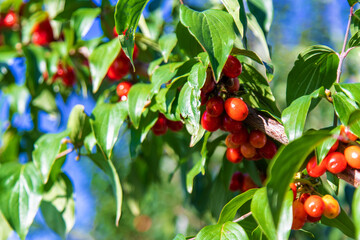 harvest of dogwood berries on the tree. Selective focus.