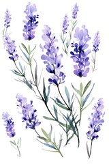 Lavender several pattern flower, sketch, illust, abstract watercolor