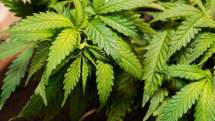 Cannabis background, weed texture, growing marijuana indoor. 