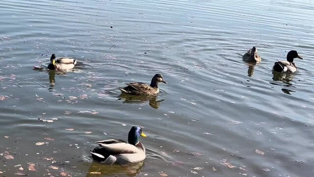 video de unos patos en un lago nadando juntos