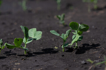 The pea shoots in rows on garden beds in the vegetable field. Cultivation of vegetables. Agriculture. Gardening in the summer house in the spring and summer season.