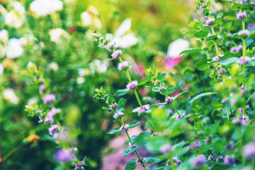 Mint blooms in the garden. Selective focus.