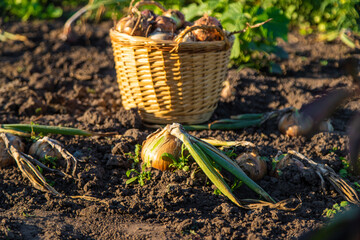 Onion harvest in the garden. Selective focus.