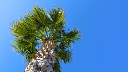 Palm tree against the blue sky