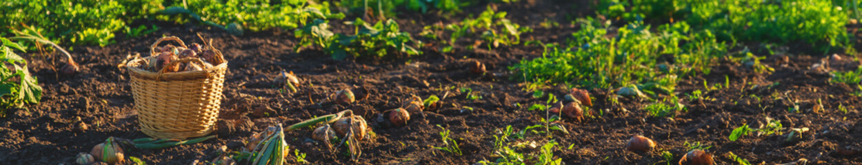 Onion harvest in the garden. Selective focus.