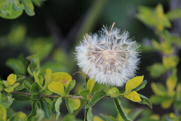 dandelion