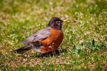 Fototapeta premium An American robin perching on the grass and looking for some worms