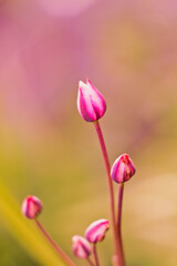 Close up of pink tulips in a meadow, shallow depth of field, tulips cluster, nature green blurry background, flower buds, springtime