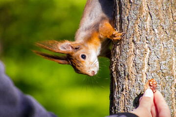 Red Squirrel on a tree peeks and eats nuts from a woman's hand, natural blurry green background, daylight, close animal portrait