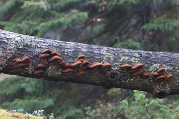 Fototapeta premium Fox bracket fungus, Inonotus rheades, wild polypore from Finland