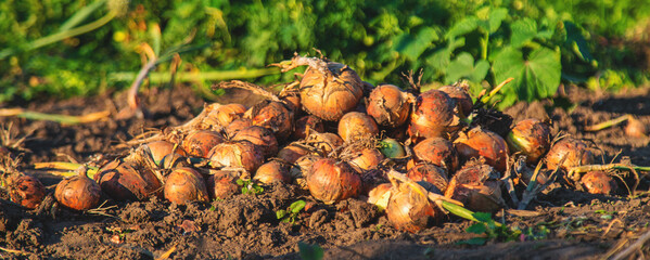 Onion harvest in the garden. Selective focus.