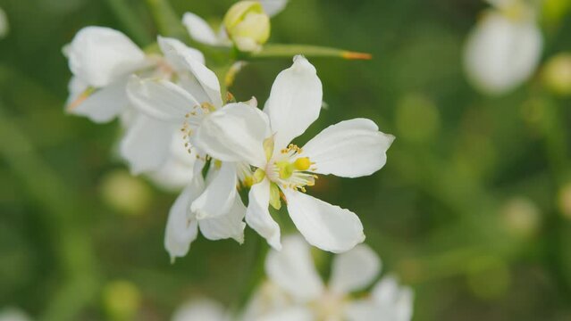 Hardy Orange Or Chinese Bitter Orange. Citrus Trifoliata Or Poncirus Trifoliata. Close up.