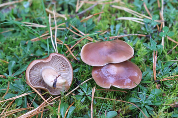 Gerhardtia borealis, wild mushroom from Finland, no common English name