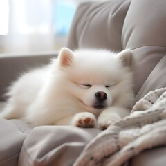 Pomeranian dog is sleeping in a foza chair at home.