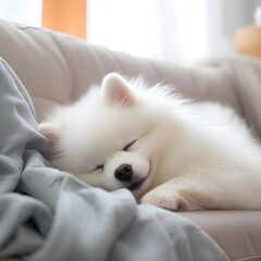 Pomeranian dog is sleeping in a foza chair at home.
