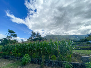 The fields and hills against blue sky at Lake Toba, Nort Sumatra. 