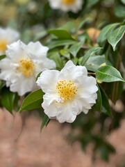 White Sadanqua camellia blooming in a garden 