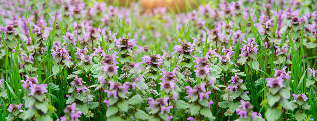 Spring floral background in nature. Garden purple flowers in spring, banner. Flowers in spring.