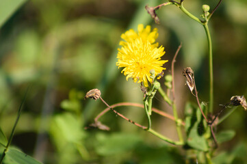 Closeup of perennial sowthistle flower with green blurred plants on background