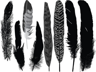 eight feathers isolated on white background
