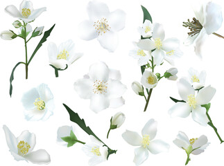 jasmine fine flower branches isolated on white