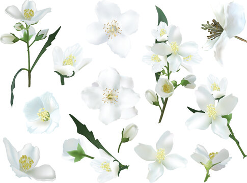 jasmine fine flower branches isolated on white
