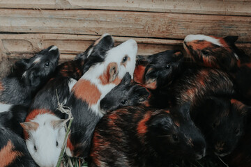 Selective focus of group of cute guinea pigs eating grass in the farm. Animal concept.