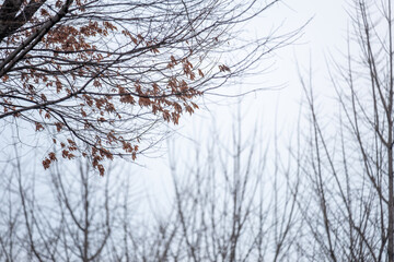 Fototapeta na wymiar Tree Branch Against Winter's Blue Dull Sky