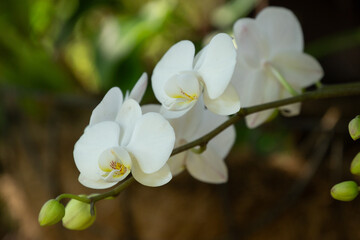 Beautiful close-up of white orchid. Africa.  