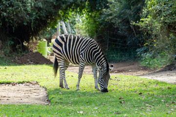 Fototapeta na wymiar African zebra is grazing on a grass.