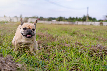 French bulldog poop at grass field against cloudy sky.