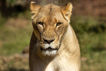 Beautiful African lion female close-up. The best shot of real lion female.