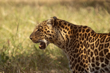 Leopard in Africa. Open jaws. The best shot of real leopard. 