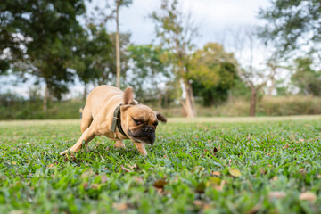 dog in the park